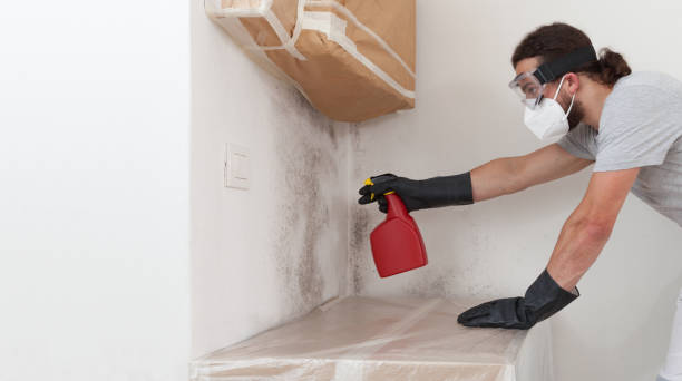 Professional Black Mold Remediation technician working in Williston Park, NY