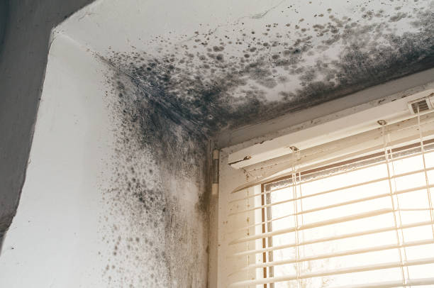 Affordable Black Mold Remediation solutions in Williston Park, NY
